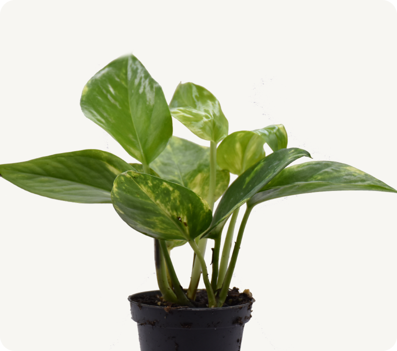 Pianta di Pothos